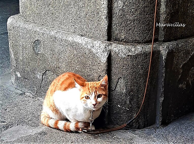 SÍNDROME DEL GATO PARACAIDISTA