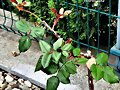 BROTES DE PRIMAVERA