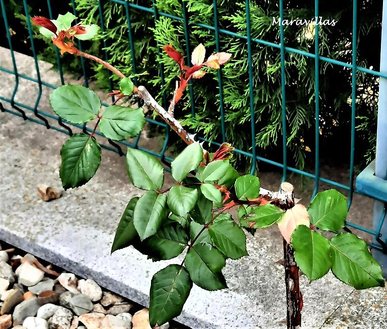 BROTES DE PRIMAVERA