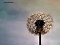 VIRTUDES PARA LA FELICIDAD