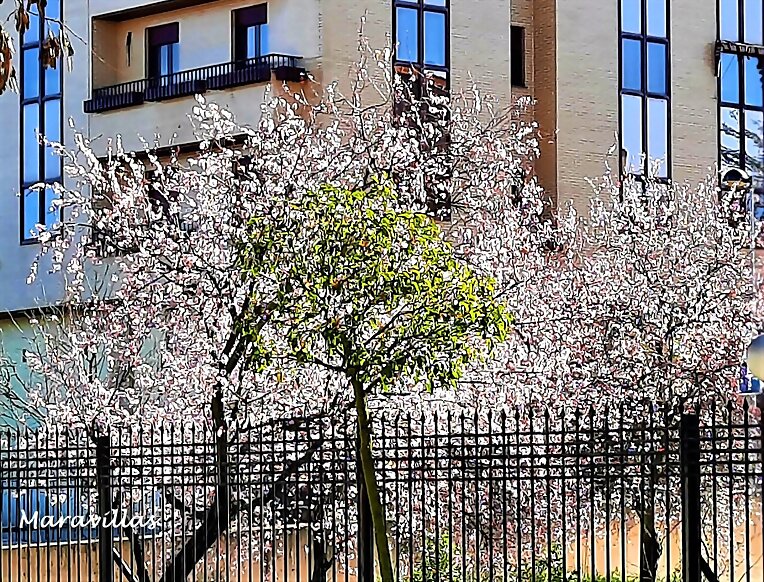 LA PRIMAVERA Y LA VIDA
