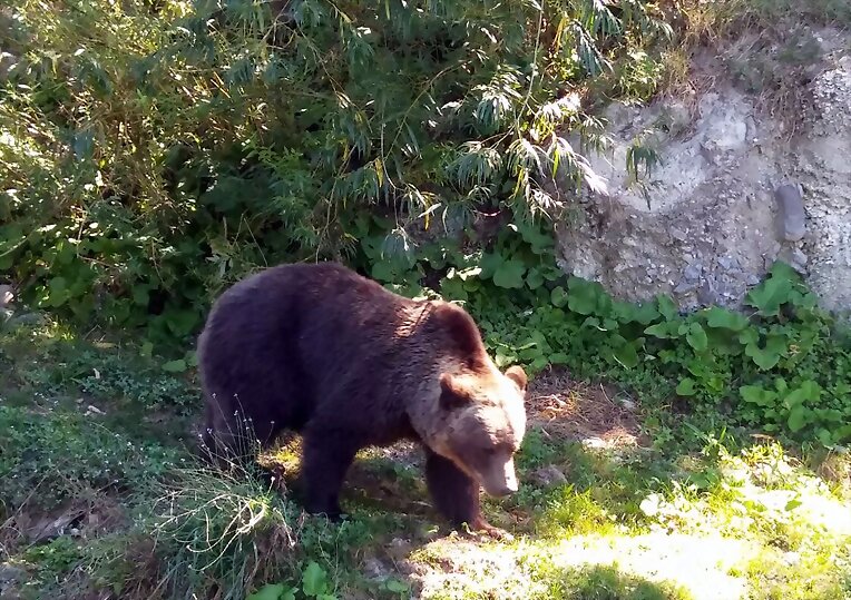 ABRAZOS DE OSO