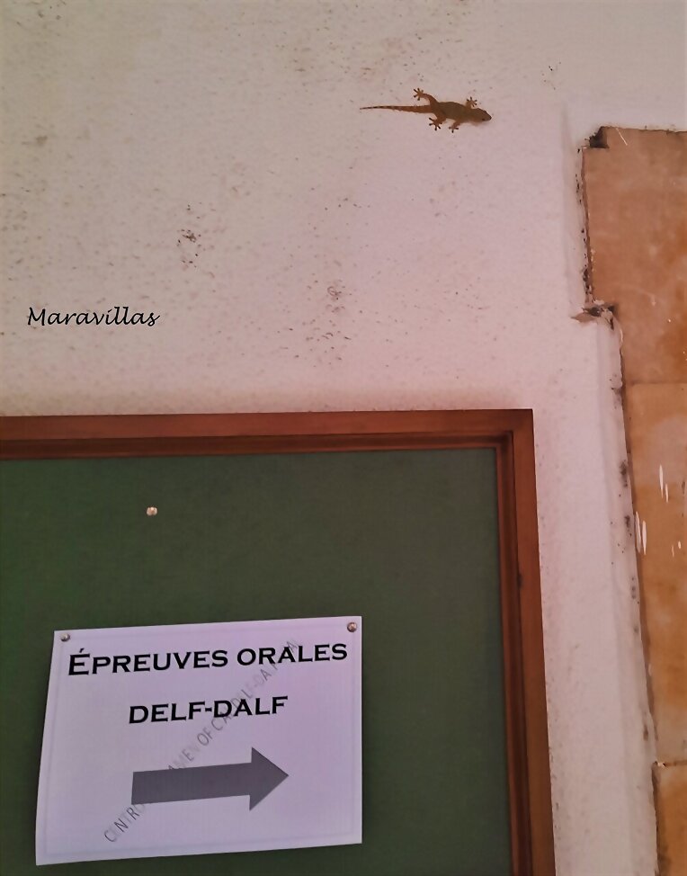 LA MODA DE LOS DINOSAURIOS