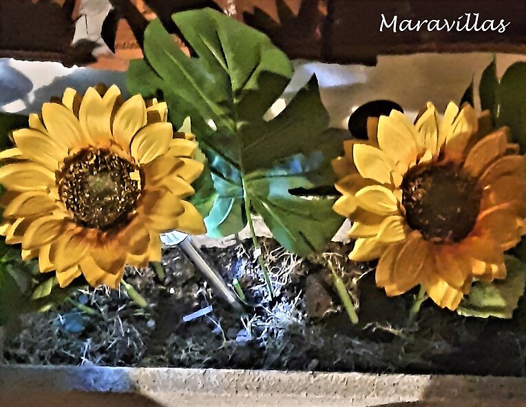 GIRASOLES