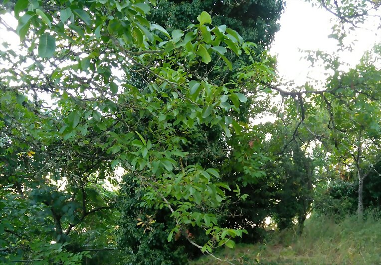 SUSURROS
