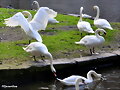EL CISNE Y LA SINDACTILIA