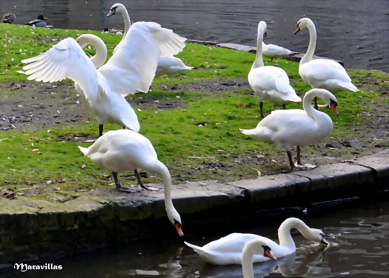 EL CISNE Y LA SINDACTILIA