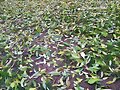 ALFOMBRA DE HOJAS