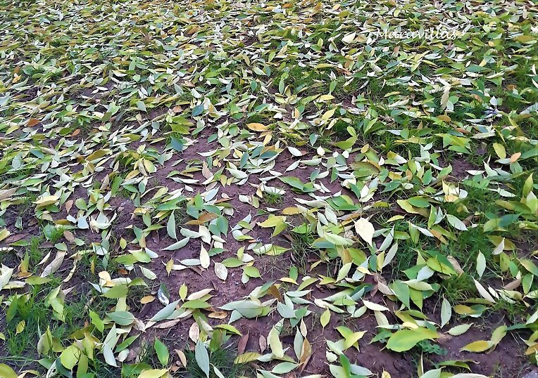 ALFOMBRA DE HOJAS