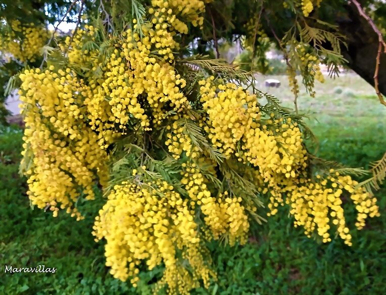 MIMOSA