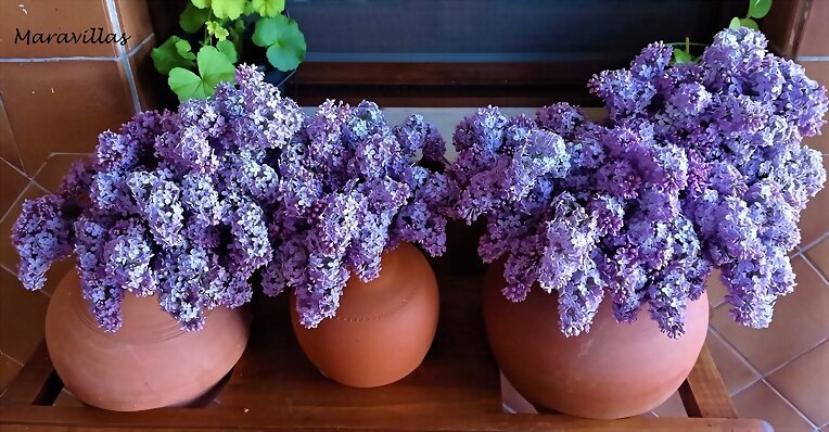 LILAS