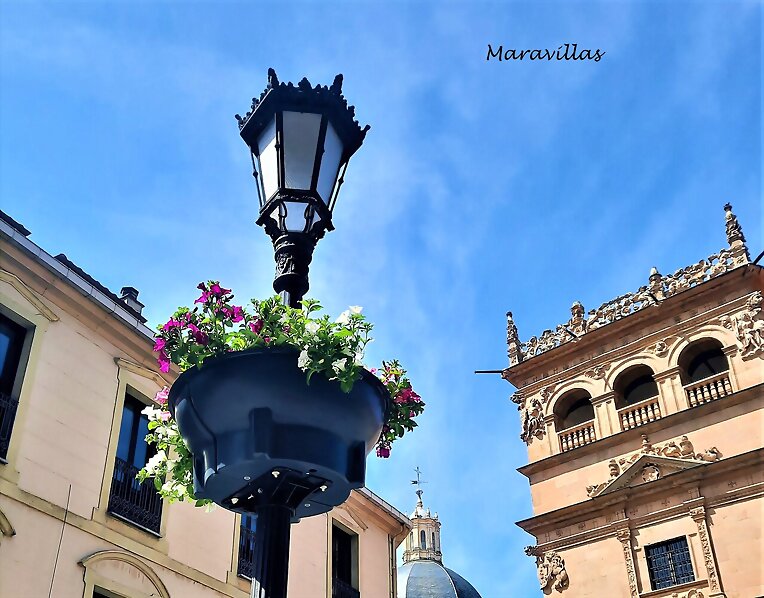 LUZ, PIEDRA Y FLORES