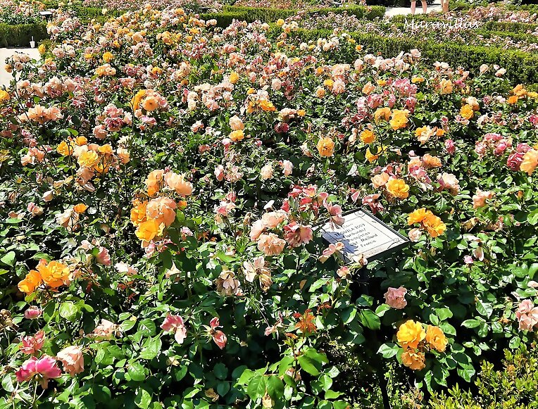 ROSAS