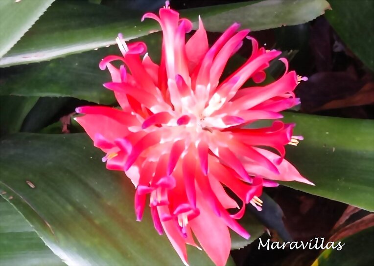 PLANTAS CARNÍVORAS