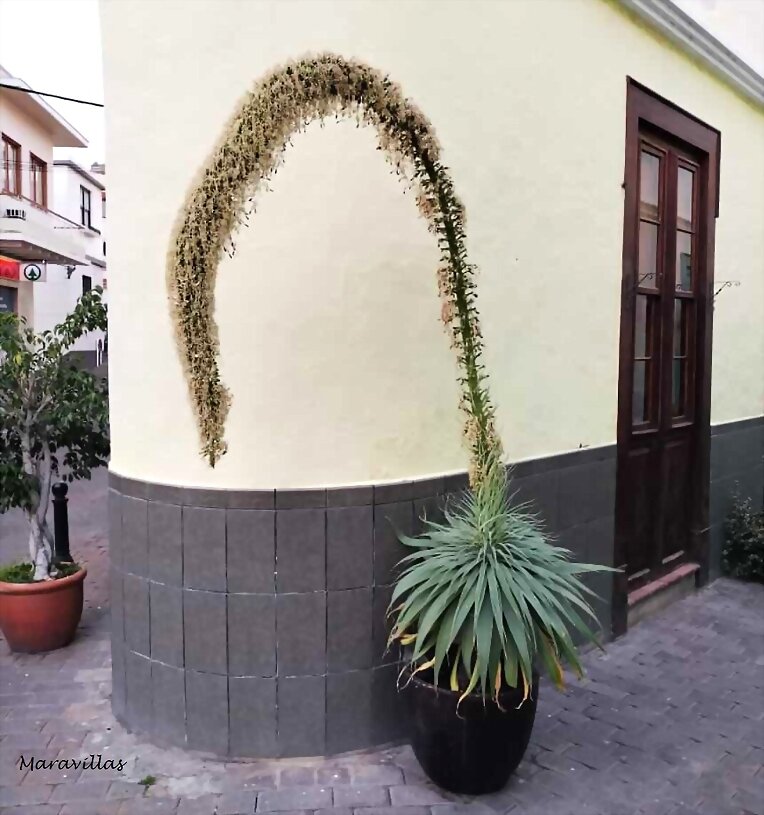 ÁRBOL QUE NACE TORCIDO...