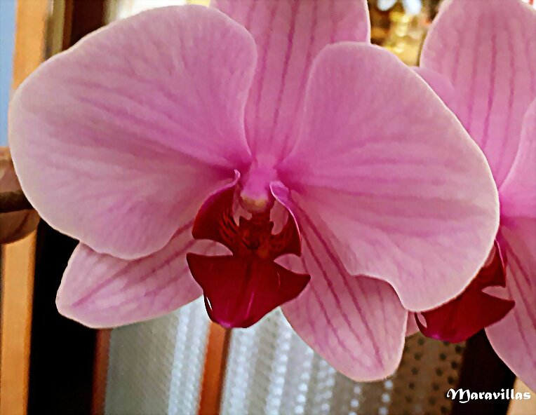 Flores