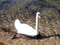 EL JILGUERO Y EL CISNE