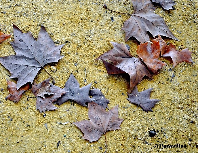 HOJAS DE OTOÑO
