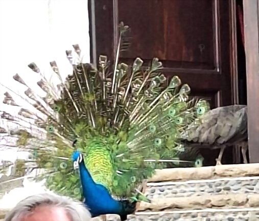 PAVONEARSE