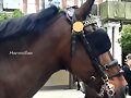 CABALLOS