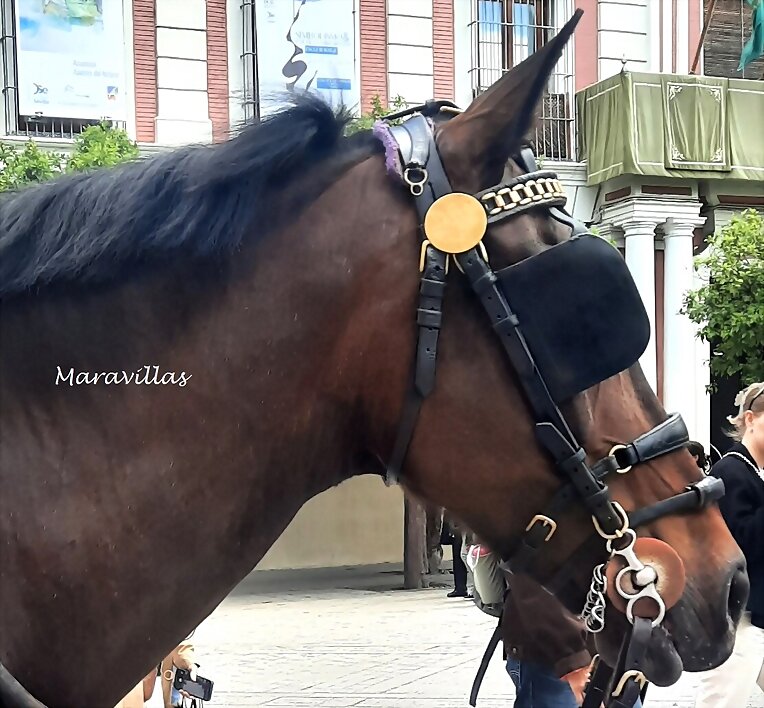 CABALLOS