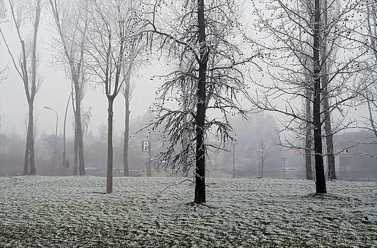 EN LA NIEBLA