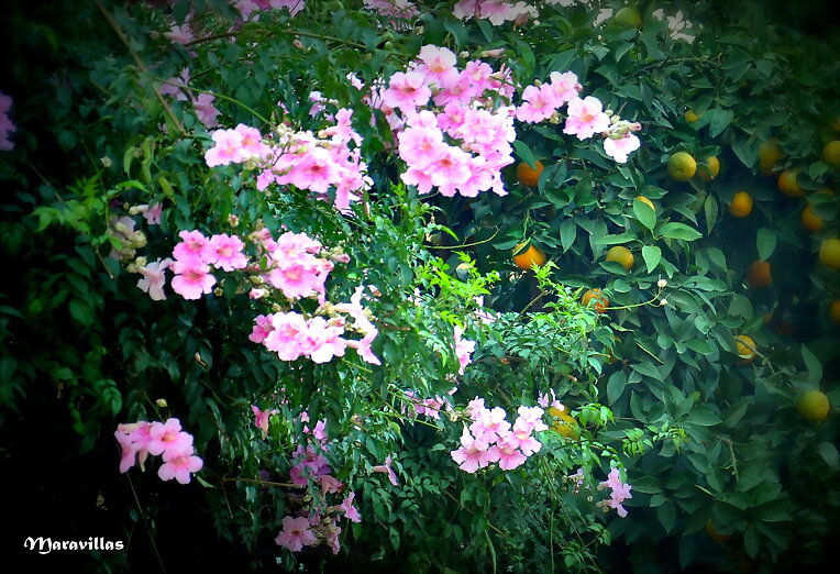 ENTRE FLORES Y NARANJAS