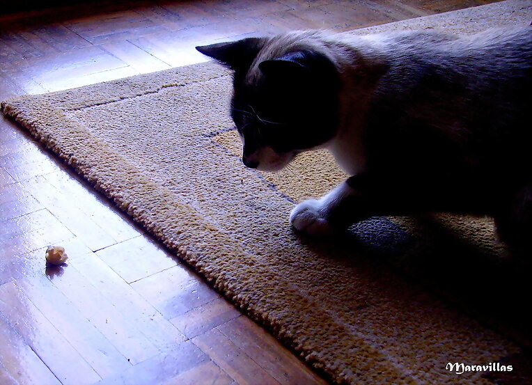 EL FENÓMENO GATUNO