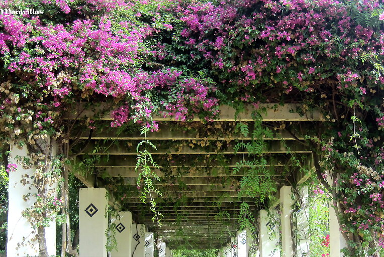 JARDINES VERTICALES