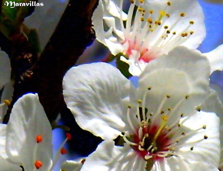 CEREZOS EN PRIMAVERA