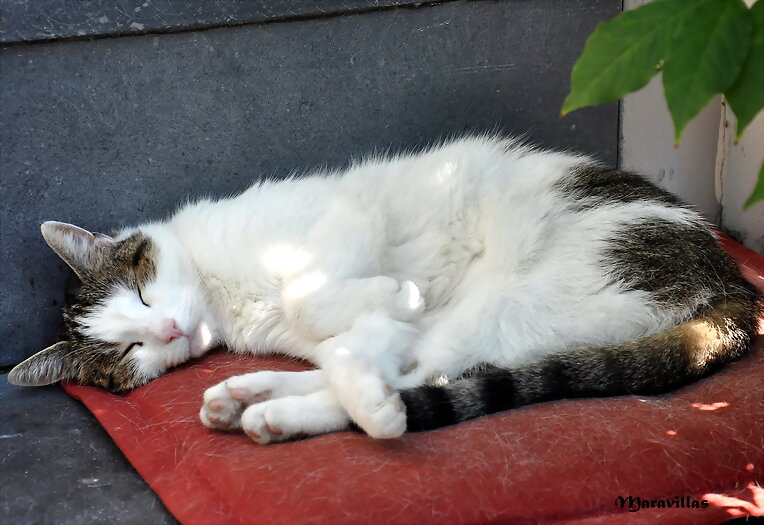 DIA DEL GATO