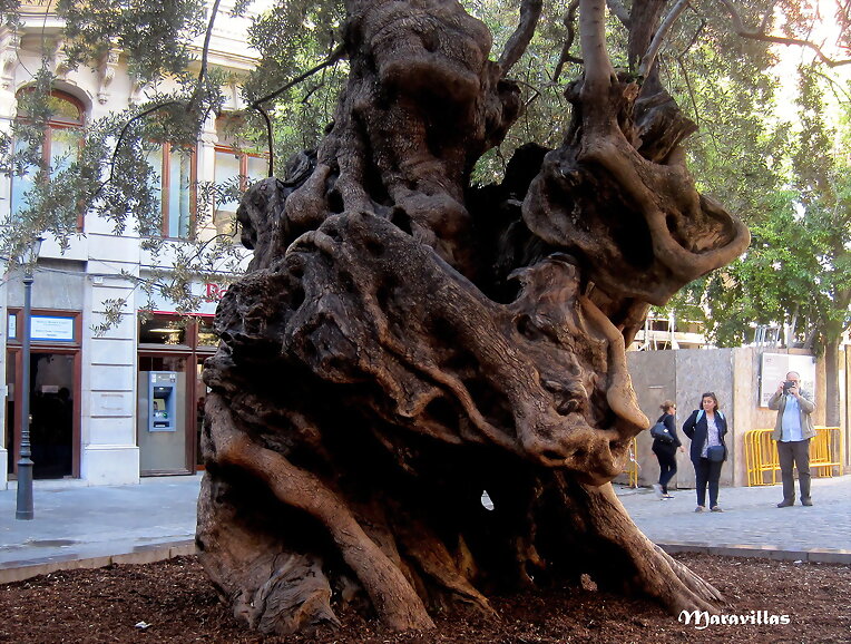 ÁRBOLES CENTENARIOS