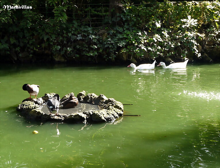 LOS PATOS A DIETA