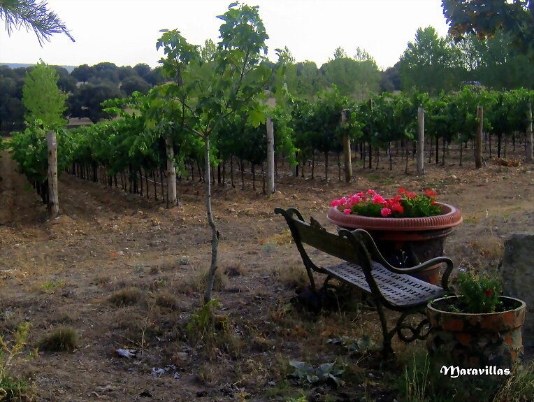 POESÍA DEL VINO