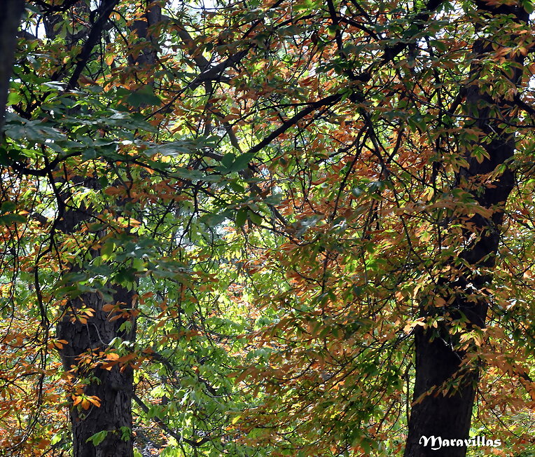 APROVECHEMOS EL OTOÑO