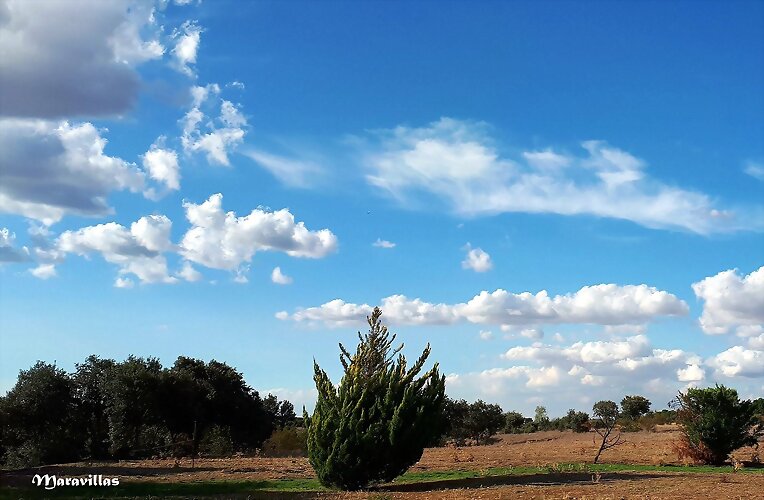 NUBES DE ALGODÓN Y OTRAS