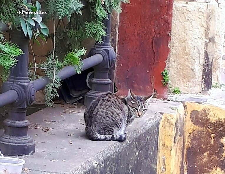 GATOS CALLEJEROS