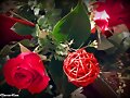 ME GUSTA QUE ME REGALEN FLORES