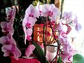 FLORES