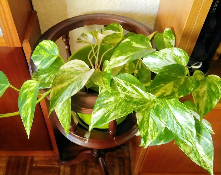 HOJAS VERDES
