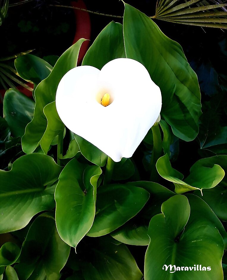 CORAZÓN BLANCO, CORAZÓN NEGRO