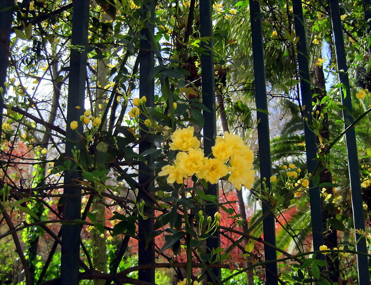 LA CURSI PRIMAVERA