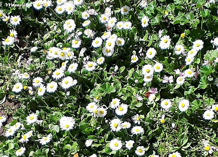 ME QUIERE, NO ME QUIERE