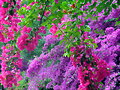 MAGIA DE LOS COLORES