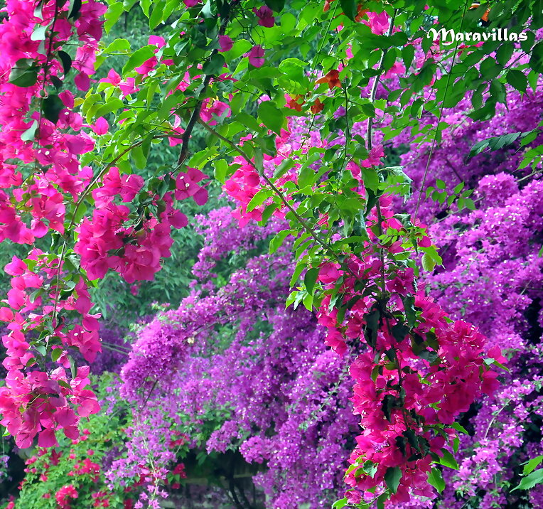 MAGIA DE LOS COLORES