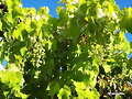 VINOS CASTELLANOS