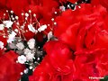 UN CLAVEL, UN ROJO CLAVEL