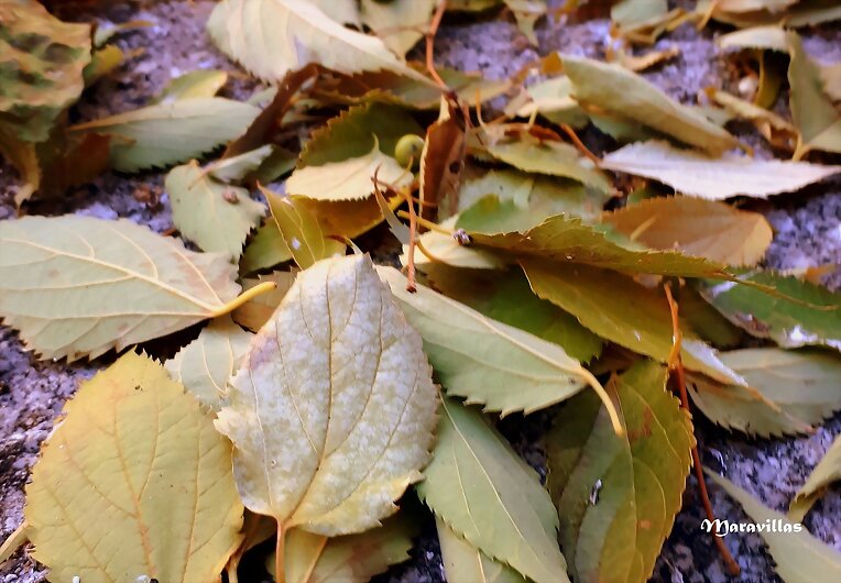 ESTA NOCHE LLEGA EL OTOÑO
