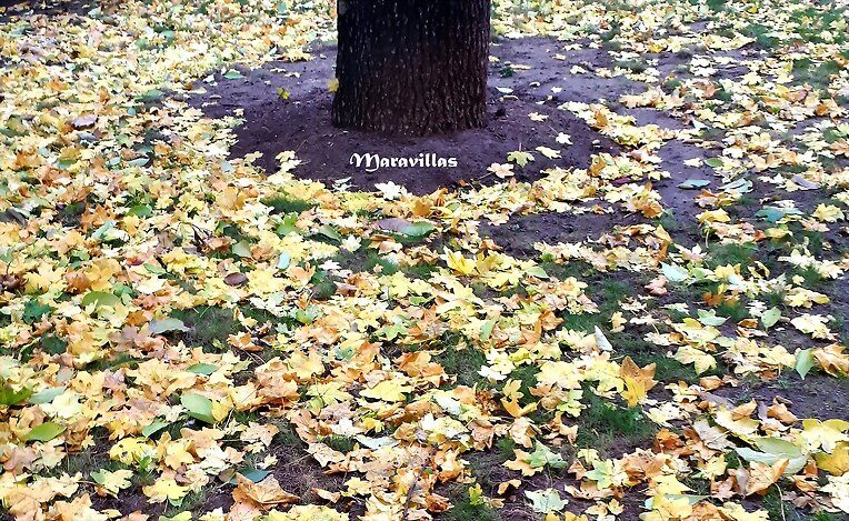 HOJAS DE OTOÑO