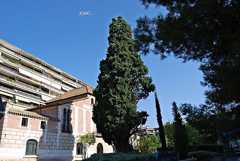 ARBOLES CON HISTORIA- 90 -
